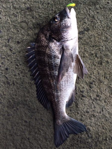 激安メタルバイブで爆釣！