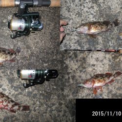 太刀魚のはずが。。。ガシリング