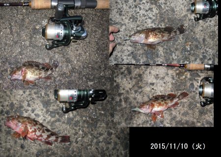 太刀魚のはずが。。。ガシリング