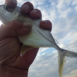 メッキ まだ釣れてます。