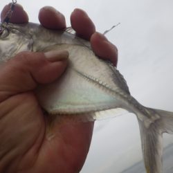 いつまで釣れる？