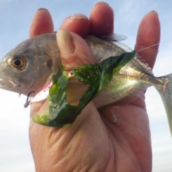 まだ居るんだ・・・