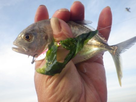 まだ居るんだ・・・