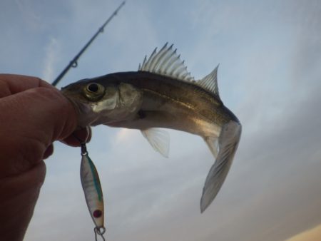 ボウズだけは免れたが・・・