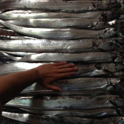 初投稿!タチウオ釣り!