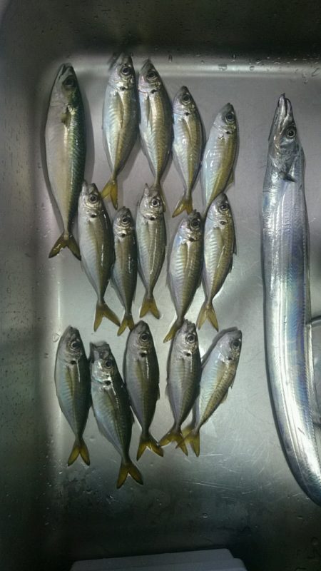 エサ釣りしながらのワインド