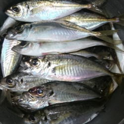 太刀魚からのアジング