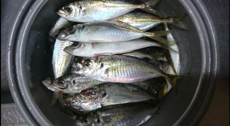 太刀魚からのアジング