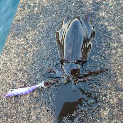 ヤエン師増えてきた