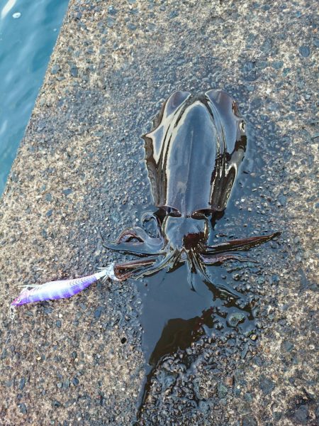 ヤエン師増えてきた