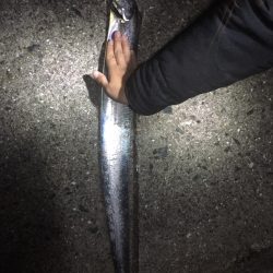 今シーズンの最大サイズでました