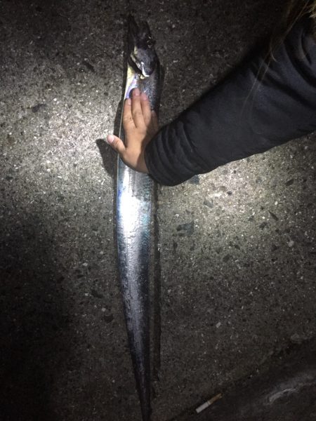 今シーズンの最大サイズでました