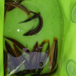 食コンで撃沈！！