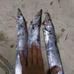 夕方5時から7時まで タチウオワインド 本荘人工島