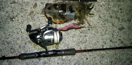 久々エギング！キロアップも(^_^)ノ