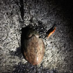 デカい秋イカと…