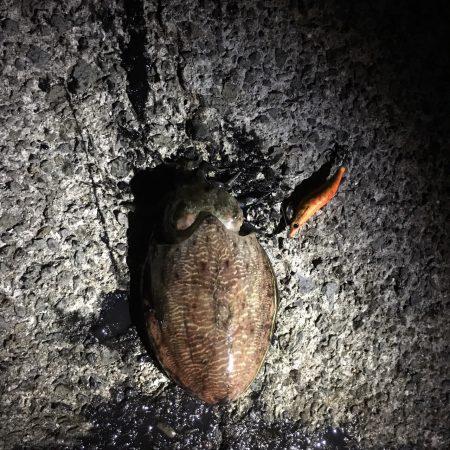 デカい秋イカと…