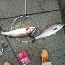 念願のシーバス！