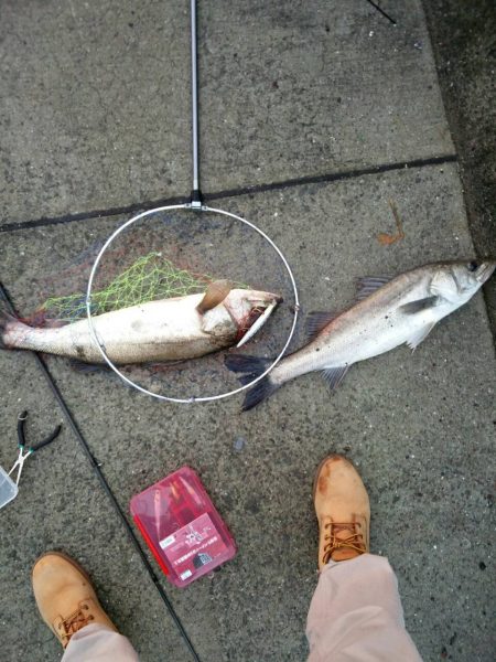 念願のシーバス！