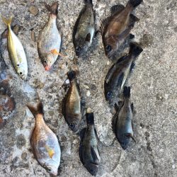 落とし釣りでメバリング！