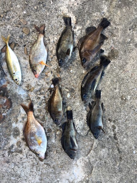 落とし釣りでメバリング！