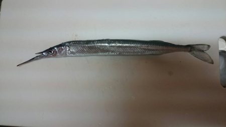 サヨリちゃーん！