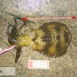 まさか!?この時期に…