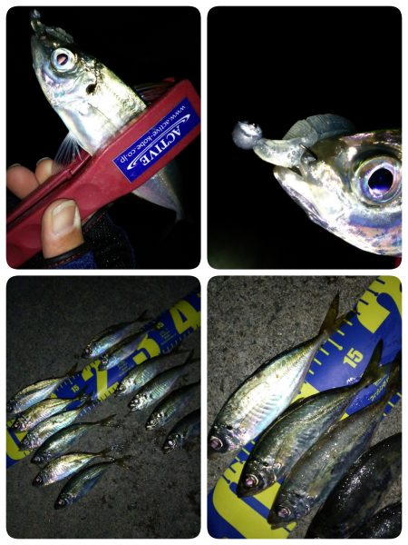 朝マヅメアジング