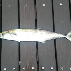 朝まづめタチウオ