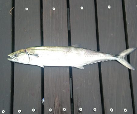 朝まづめタチウオ