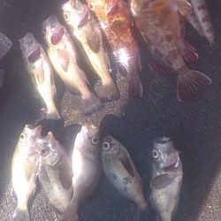 カレイの姿見えず (> <)