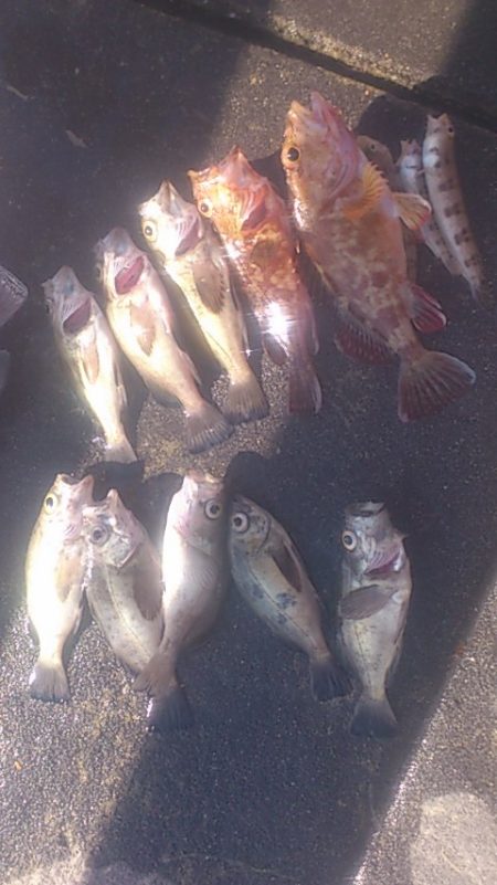 カレイの姿見えず (> <)