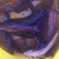 約束された釣果 ロックフィッシュ