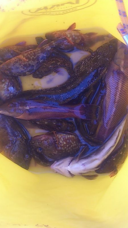 約束された釣果　ロックフィッシュ