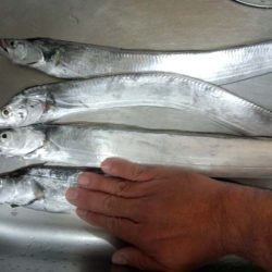 南芦屋浜 タチウオリベンジ戦