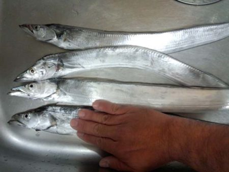 南芦屋浜　タチウオリベンジ戦