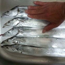 マリーナシティで刀狩り、アタリ多く楽しめます