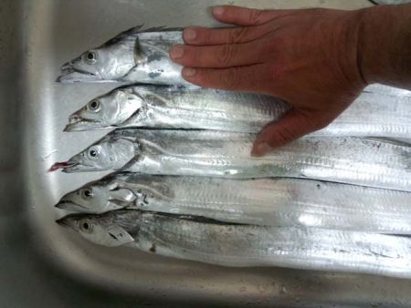 マリーナシティで刀狩り、アタリ多く楽しめます