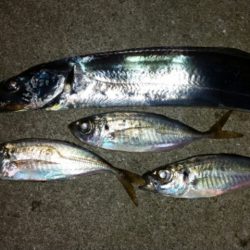 アジ調査からのワインド