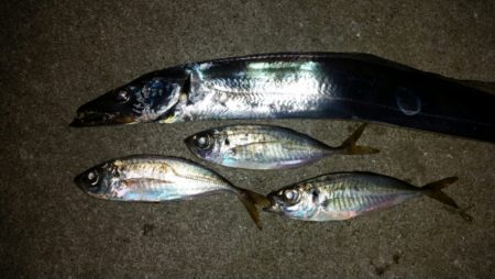 アジ調査からのワインド