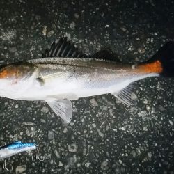 シーバスゲット！