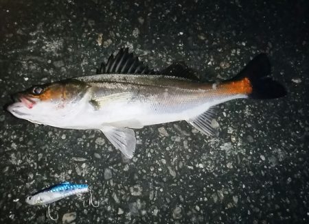 シーバスゲット！