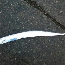 雨の中、太刀魚