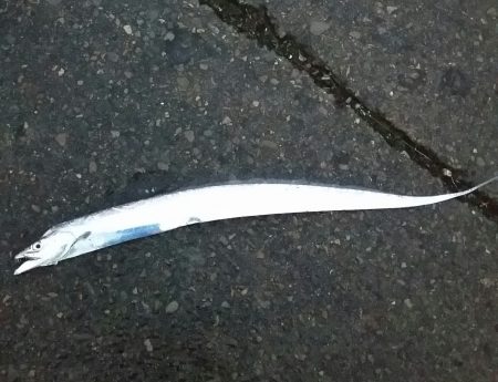 雨の中、太刀魚