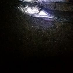 残りもあと僅か