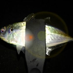 久しぶりのアジング