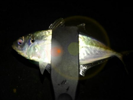 久しぶりのアジング