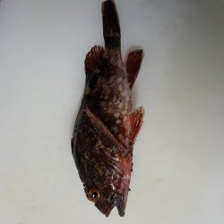 ガルプ　恐るべし‼