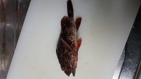 ガルプ　恐るべし‼