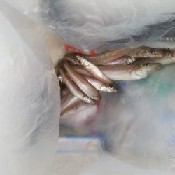 落ちギス狙いも・・